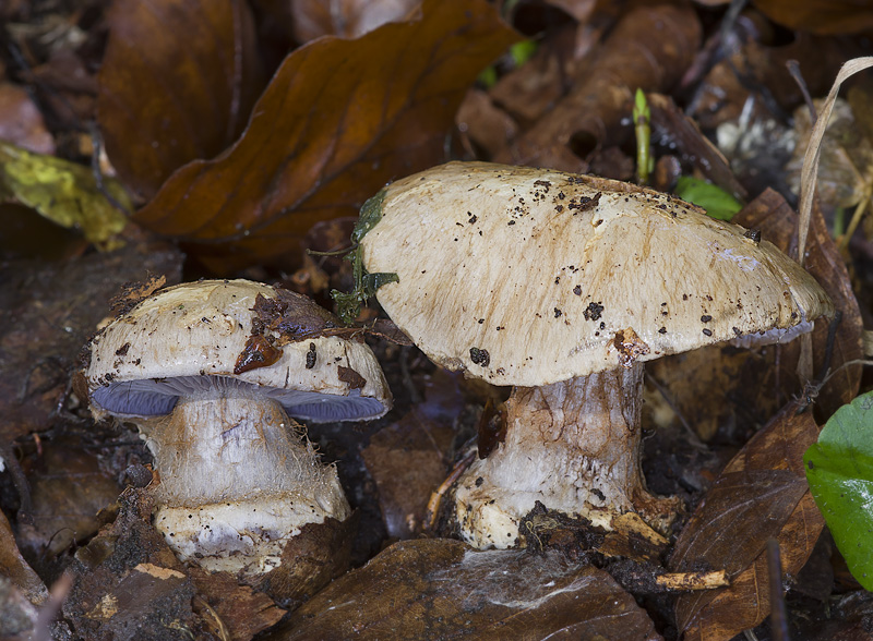 Cortinarius luhmannii